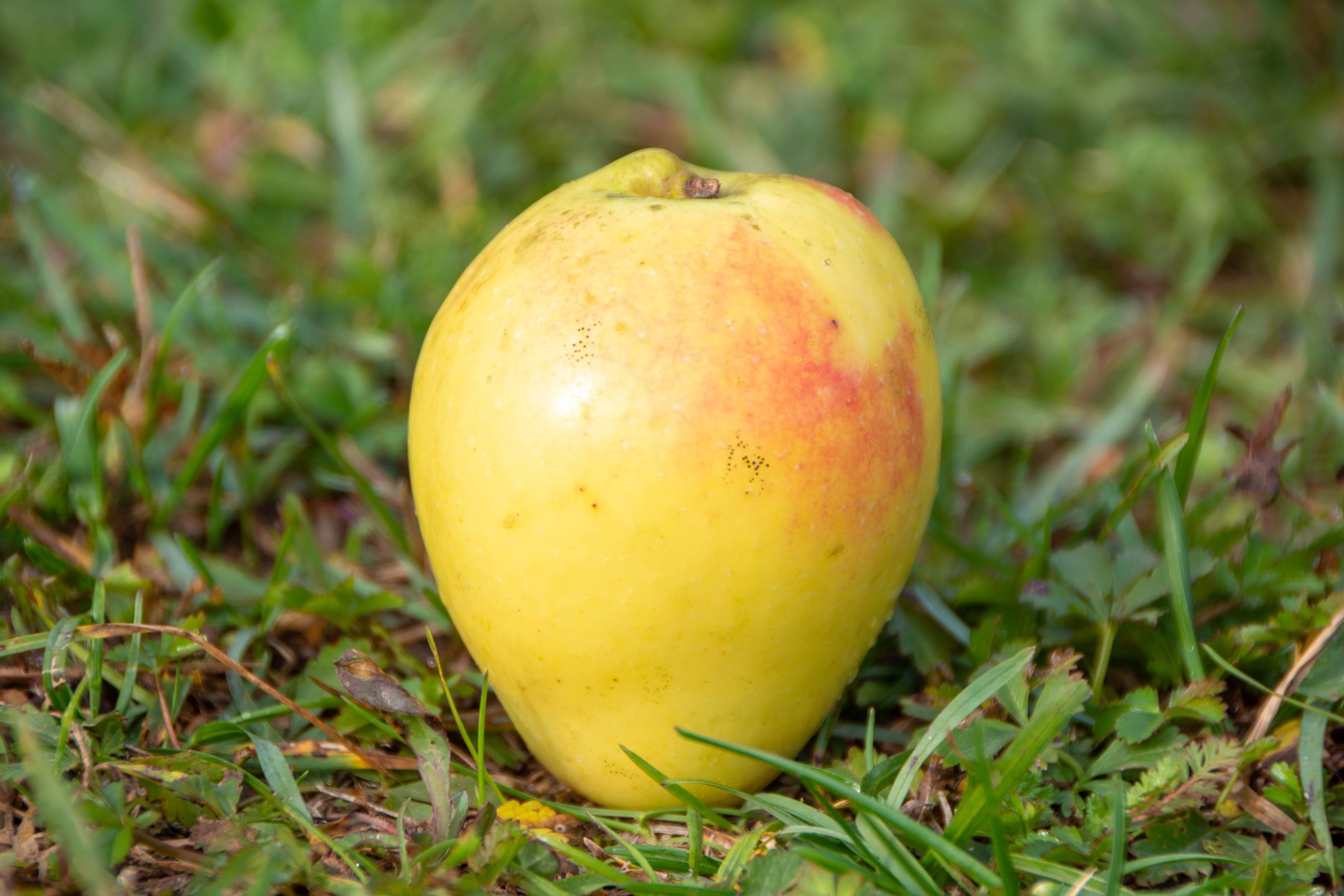 Pomeres Lo Verger Viver D Arbres Fruiters